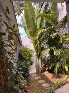 Allée de jardin bordée de palmiers et de plantes autour de la villa à louer à Bingerville